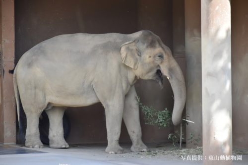 アジアゾウうららの家族