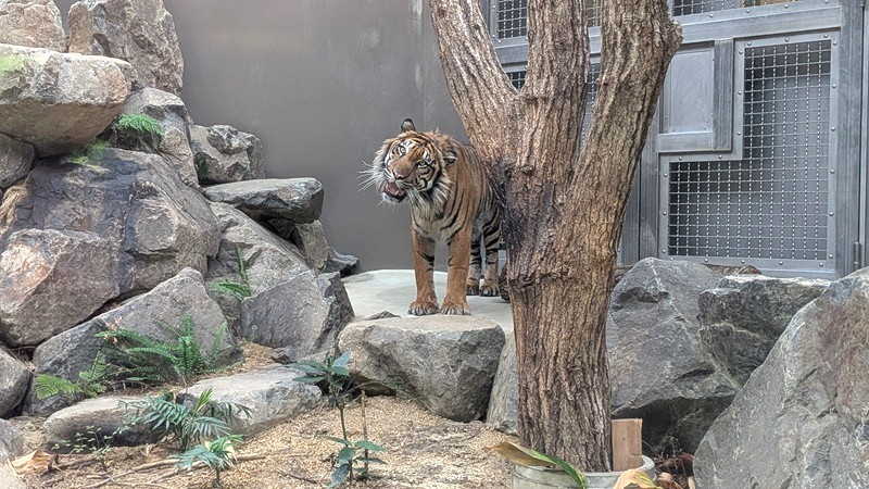 東山動植物園のスマトラトラの展示の様子